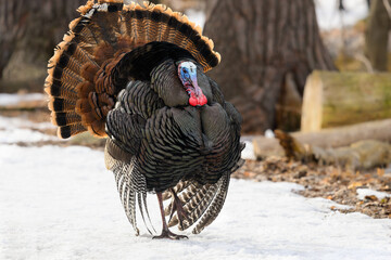 Male (tom) wild turkey with its tail feathers fanned out in early Spring