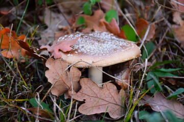 mushroom in the forest