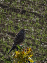 bird on a branch