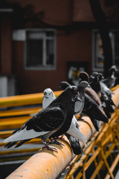 Vertical shot of columbas sitting on the wood in Lasi, Romania