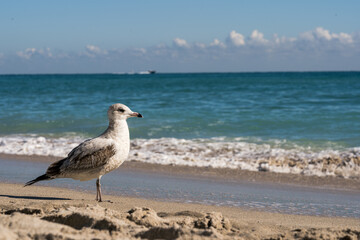 Fototapeta na wymiar Seagull standing on the beach