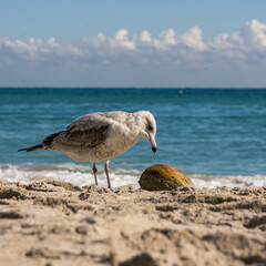 Seagull pecking at a coconut for food on the beach