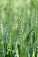 closeup the bunch ripe green brown wheat stitch plant growing with leaves in the farm field over out of focus green brown background.