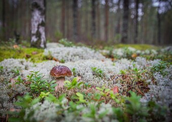 mushroom in the woods