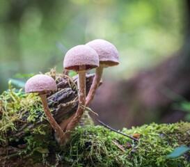 mushrooms in the forest