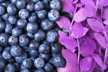  Ripe and juicy fresh picked blueberries.