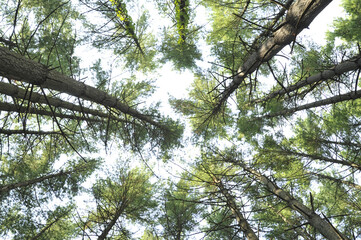 View looking straight up at a group of shortleaf pine trees in a Missouri forest.