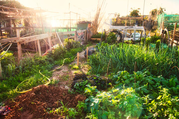 Various vegetables growing on a small allotment plot on a sunny day