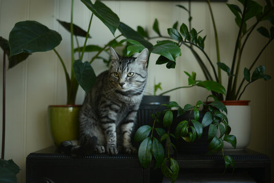 cat sitting on a black cabinet by potted green plants