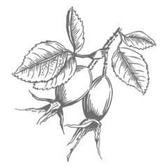 Rosehip berries on a branch. The drawing is isolated on a white background. Illustration in the style of engraving. Hand-drawn vegetarian food.