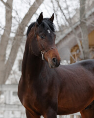 Fototapeta premium Portrait of a beautiful chestnut horse looks back on natural background, head closeup