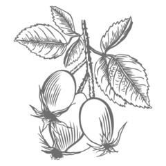 Rosehip. Sketch of an isolated berry branch on a white background. Engraving of summer fruits. Vegetarian food.