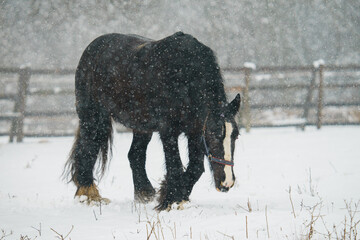 Black domestic horse (Equus ferus caballus) in front of a fence during winter