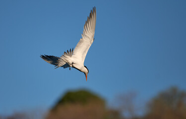 Closeup of a royal tern with open wings looking down while flying on a blue sky background