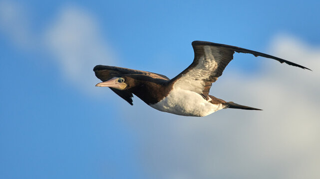 Closeup Of The Brown Booby Bird Flying In A Blue Sky