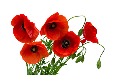 Flowers red poppy ( Papaver rhoeas, corn poppy, corn rose, field poppy, red weed ) on a white background