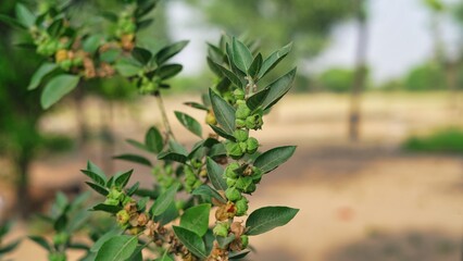 Withania somnifera plant known as Ashwagandha. Indian ginseng herbs, poison gooseberry, or winter cherry. Ashwagandha Benefits For Weight Loss and healthcare