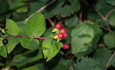 berries at a twig of a tutsan