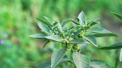 Withania somnifera plant known as Ashwagandha. Indian ginseng herbs, poison gooseberry, or winter cherry. Ashwagandha Benefits For Weight Loss and healthcare