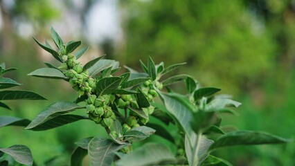 Withania somnifera plant known as Ashwagandha. Indian ginseng herbs, poison gooseberry, or winter cherry. Ashwagandha Benefits For Weight Loss and healthcare