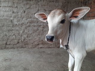 White cow calf on a farm