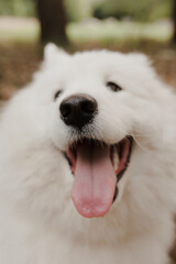 The language of the Samoyed dog. funny dog