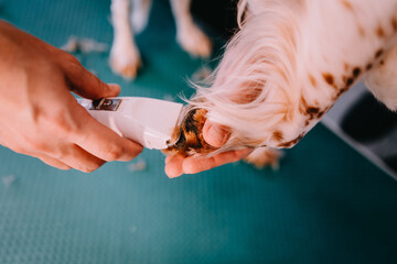 The groomer cut the dog's nails. Groomer makes a grooming. 