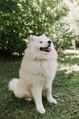 Samoyed dog with tongue hanging out. white husky dog