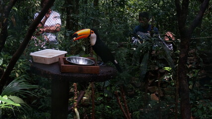 tuca bird in a zoo