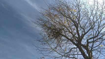 Fototapeta na wymiar Tree and Sky 