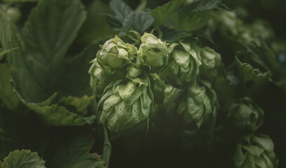 Fresh green hops on the branches. Hop cone close up.
