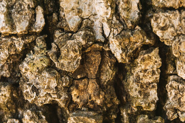 Textura. Tronco. Arbol.