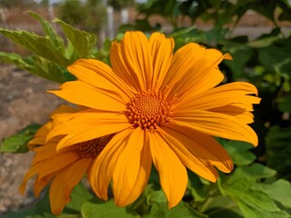 Mexican sunflower, marigold, Mexican tournesol, Mexican sunflower, Japanese sunflower, Nitobe chrysanthemum, Tithonia diversifolia, yellow flowers on plant