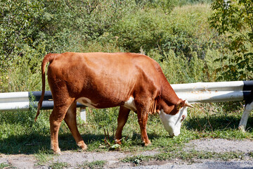 a brown cow grazing along a highway