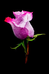 Fototapeta na wymiar pink rose isolated on black