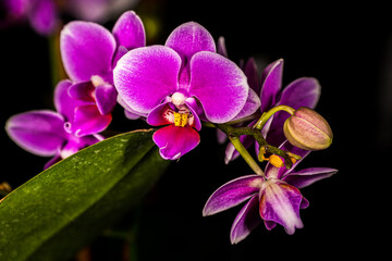 Fototapeta na wymiar purple orchid on black