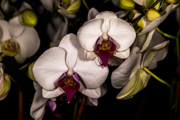 white orchid on black