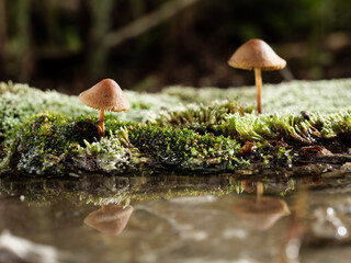 Mushrooms growing on moss are reflected in the water.