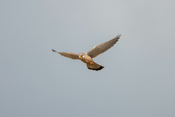 kestrel a bird of prey species belonging to the kestrel group of the falcon family hovering in the sky