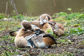 baby egyptian geese resting together by the pond	