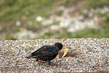 the common starling or European starling Stumus vulgaris eating a chip