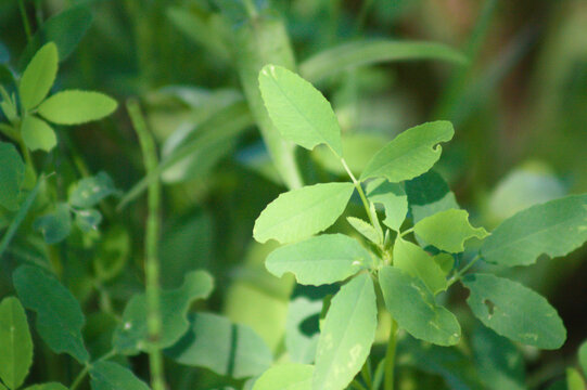 Closeup of white sweetclover leaves with selective focus on foreground