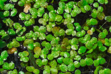 Hojas verdes. Charco.