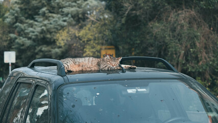 Fototapeta premium car in the forest