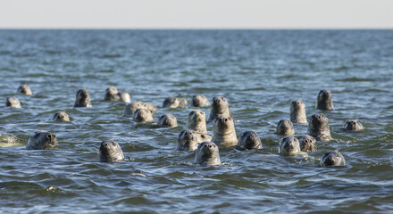 Group of gray seals in the Baltic sea in Estonia - obrazy, fototapety, plakaty