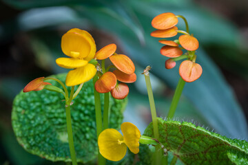 Obraz na płótnie Canvas Groups of yellow and orange Begonia microsperma