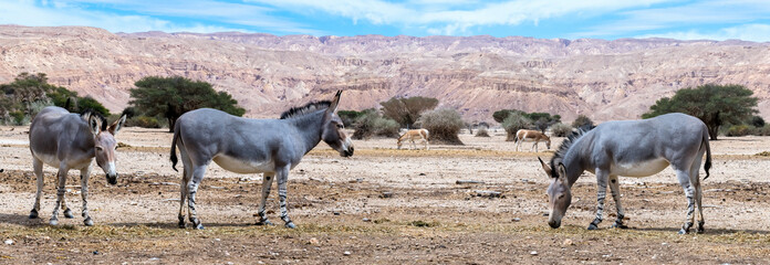 Somali wild donkey (Equus africanus) in nature reserve of the Middle East. This species is...