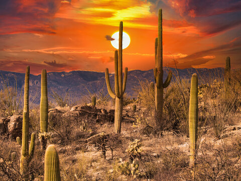 Scenic View Of The Saguaro National Park Under An Orange Sunset Sky In Arizona, USA