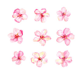 Set of pink flowers isolated on white background. Cherry blossom, flowering sakura, apple. Watercolor bundle - 494528870