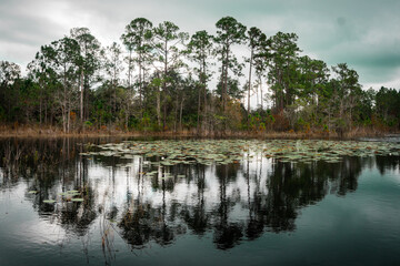 Reflections of trees in a lake in Orlando, Florida on a cloudy day